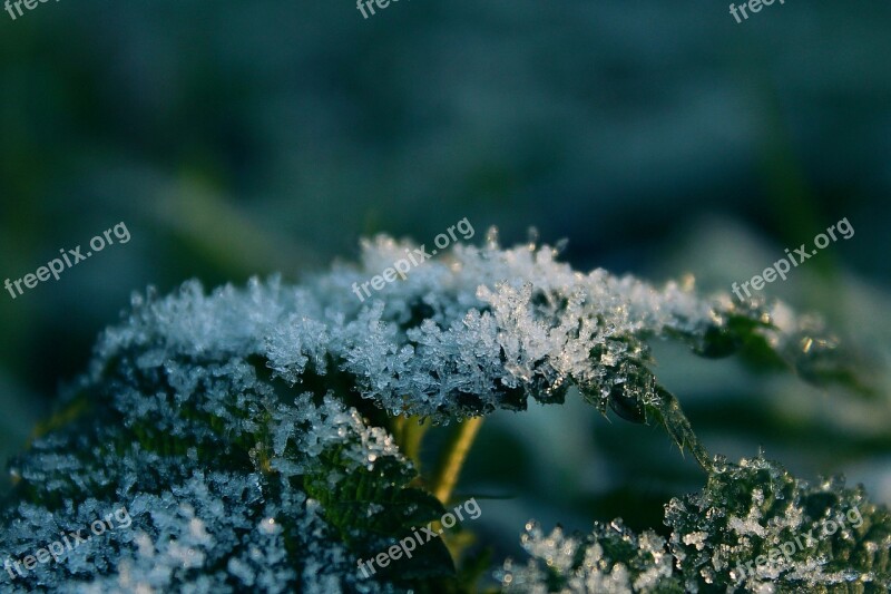 Frost Leaf Nature Cold Frozen