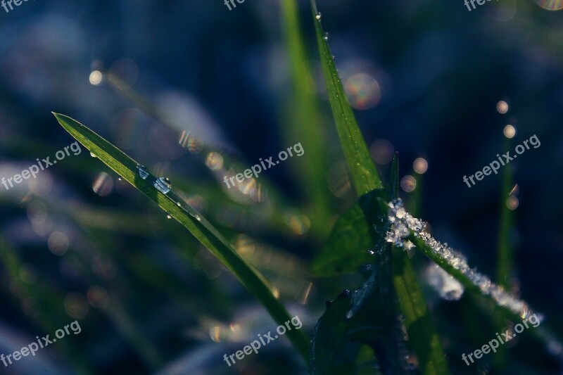 Grass Nature Cold Water Water Dripping