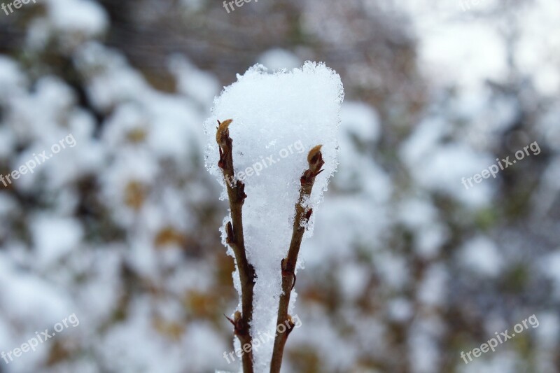 Branch Snow Winter Nature Aesthetic