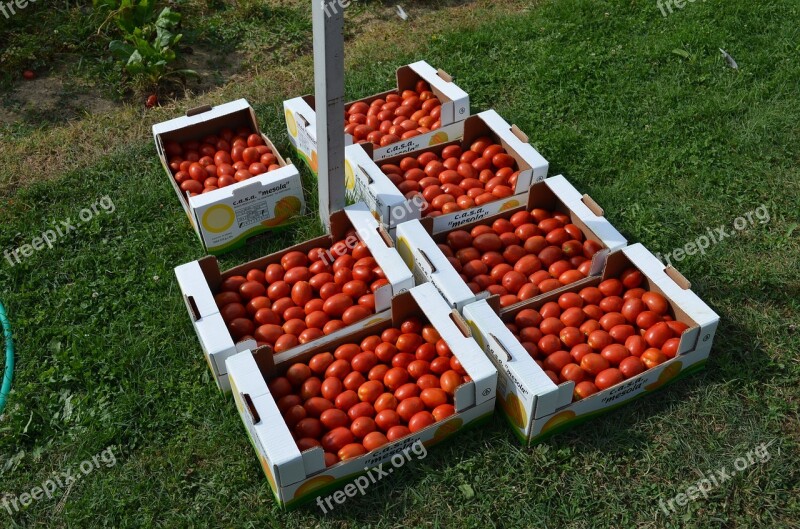 Tomatoes Vegetables Boxes Free Photos