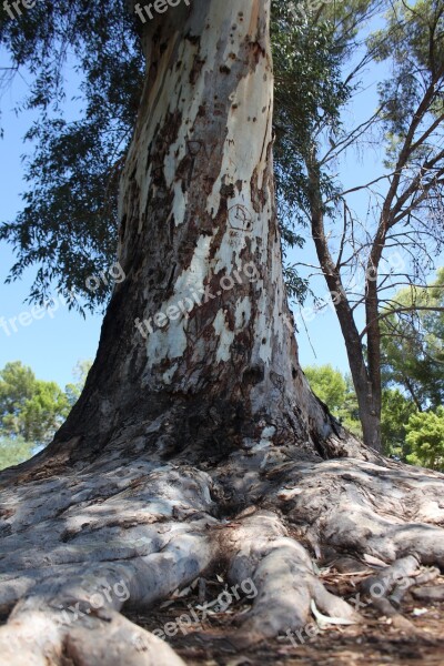 Tree Background Park Root Sunny