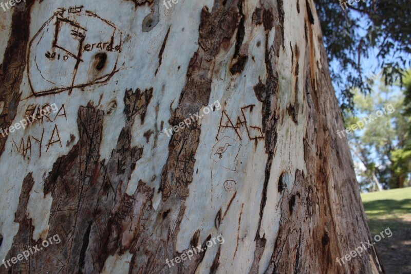 Trunk Carving Vandalism Texture Bark