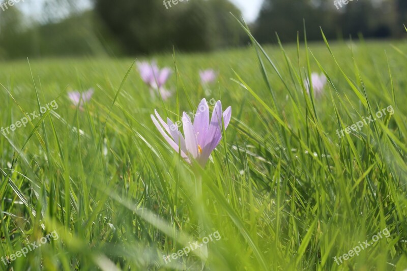 Meadow Saffron Flower Grass Wind Nature