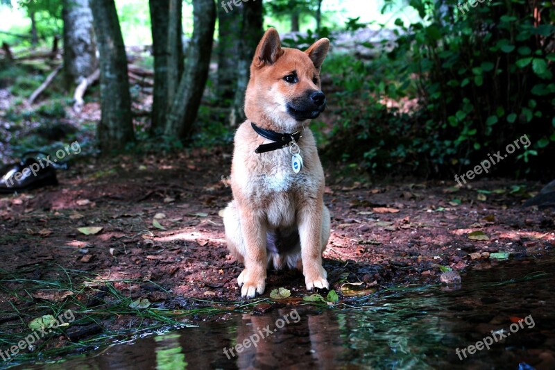 Shiba Inu Puppy Forest Bach Dog