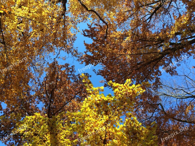 Autumn Forest Leaves Nature Autumn Forest