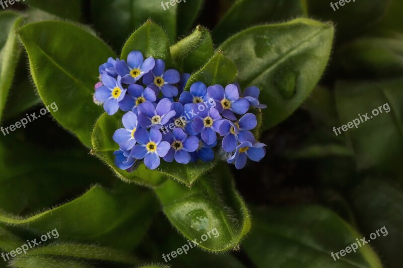 Nature Flowers Romance Blue Flower Forget Mein Not