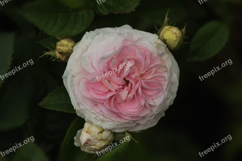 Nature Flowers Félicité Parmentier Rose Old Roses