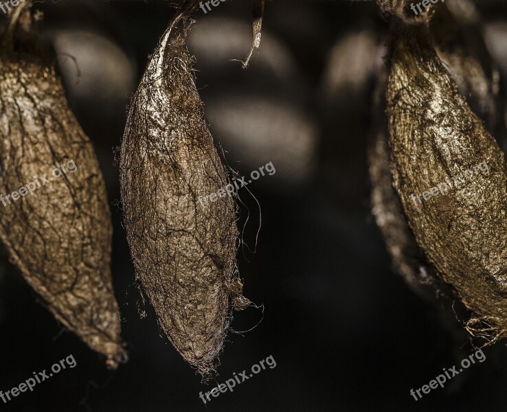 Cocoon Butterfly Insect Nature Macro