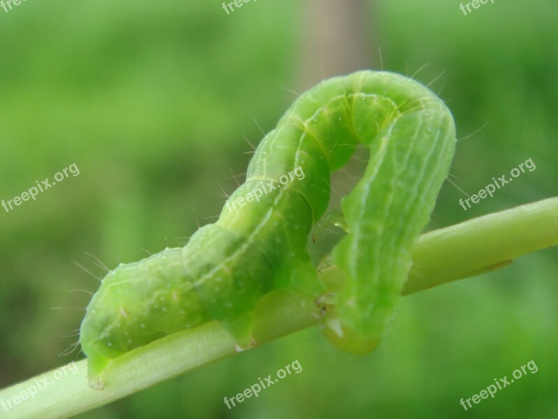 Caterpillar Insect Bend Crawling Green