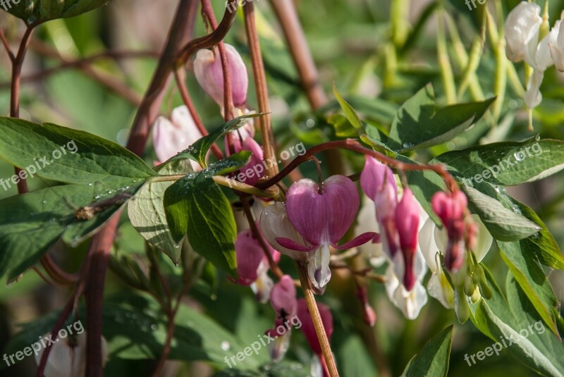 Herzerlstock Flower Bleeding Heart Ornamental Plant Two Tone Heart Flower