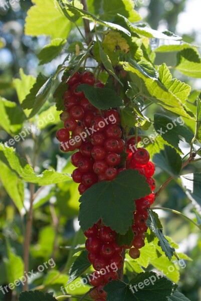 Currant Fruit Red Currant Soft Fruit Free Photos