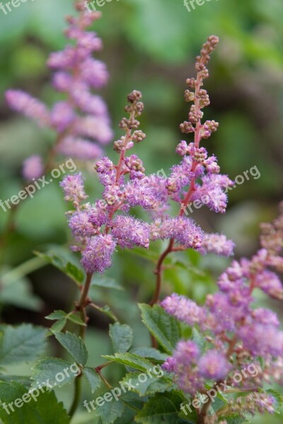 Meadowsweet Pink Flower Herbs Delicate Flower Pink