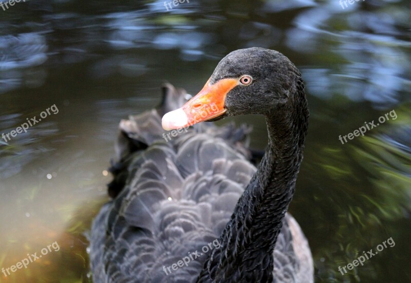 Black Swan Swan Bird Cygnus Atratus Head