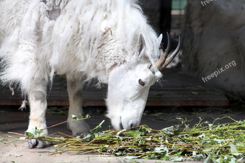 Mountain Goat White Goat Goat Oreamnos Americanus Animal