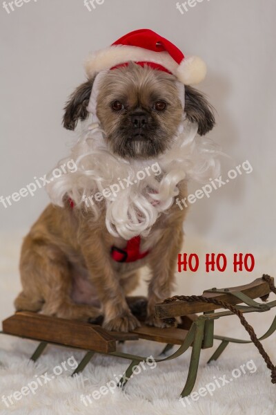 Christmas Dog Animal Pet Dog Holiday