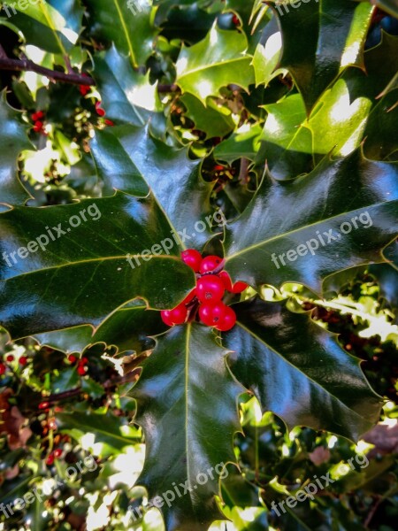 Holly Plant Berries Green Evergreen