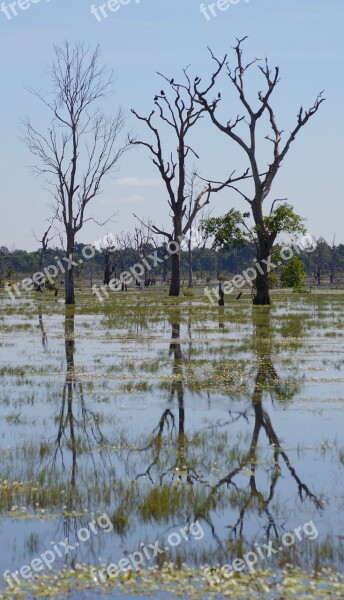 Water Reflection Tree Nature Scenic