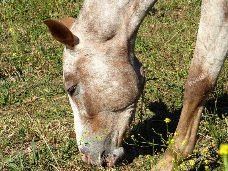 Equine Animal Four Legged Horse Free Photos