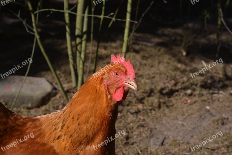 Poultry Hen Agriculture Young Bird