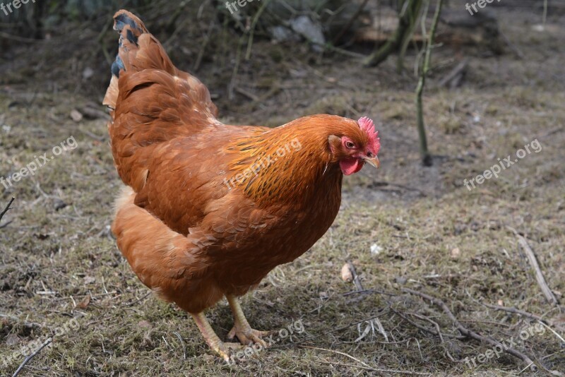 Poultry Hen Agriculture Young Bird