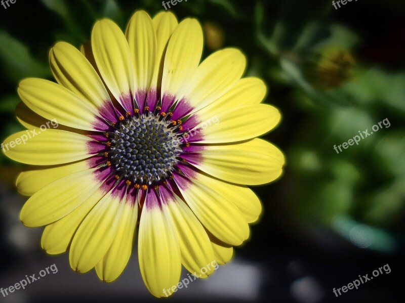 African Daisy Flower Garden Blossom Yellow