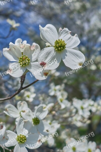 Dogwood Bloom Tree Spring White