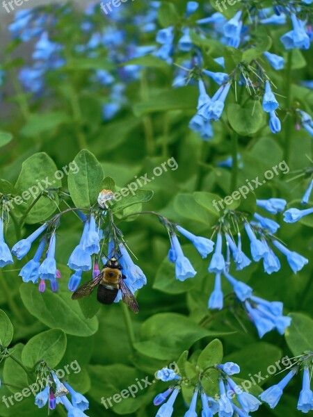 Chafer Insects Bluebell Flower Garden