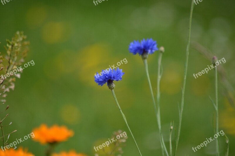 Blueberry Flower Blueberries Blue Wild Flowers