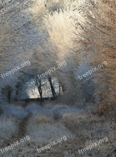 Under Wood Cold Frost Gel Forest