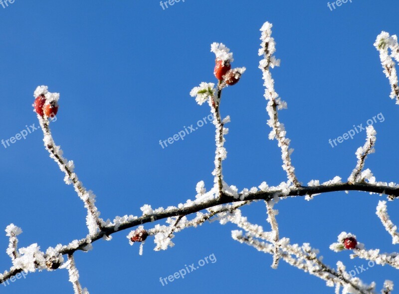 Berries Red Winter Gel Frost