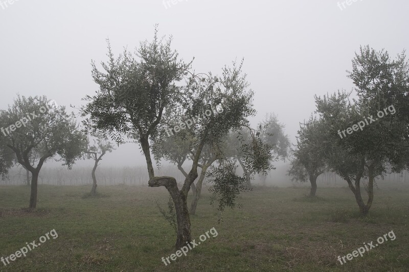 Olive Tree Trees Winter Fog Agriculture