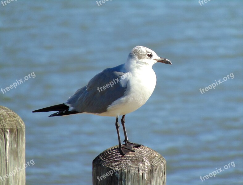 Gulf Bird Seagull Bay Wildlife