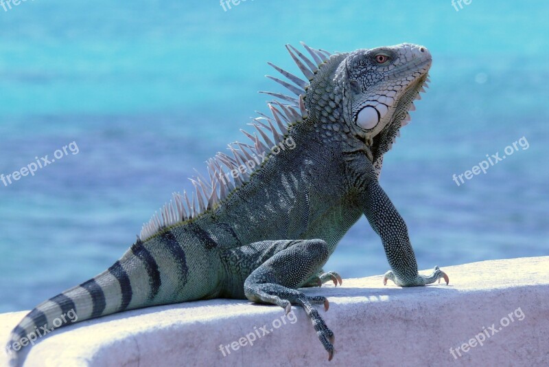 Bonaire Iguana Reptile Animal Free Photos