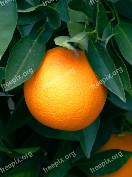 Orange Naranjo Citric Fruit Free Photos