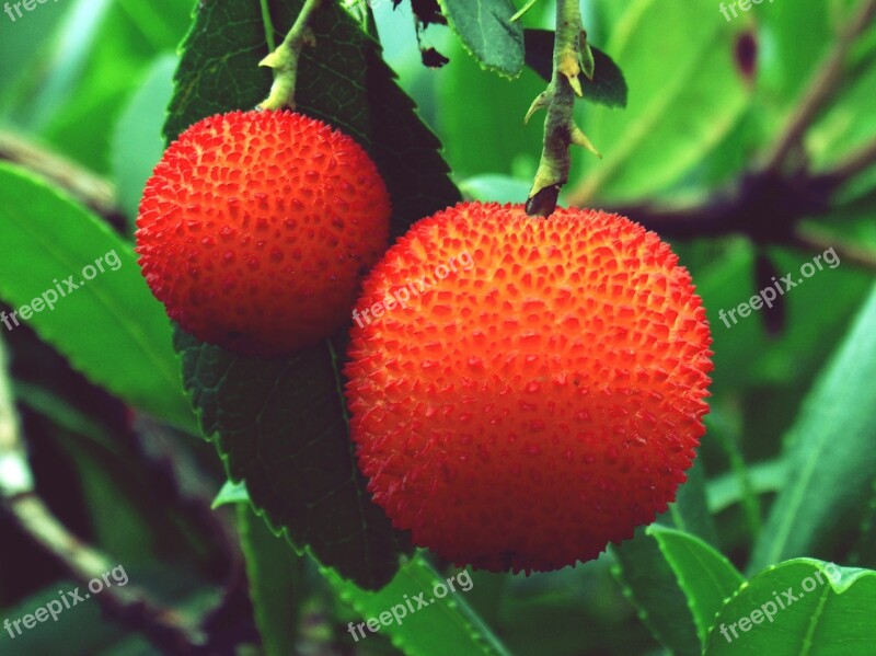 Strawberry Tree Fruit Silvespre Autumn Cirera D'arboç Free Photos