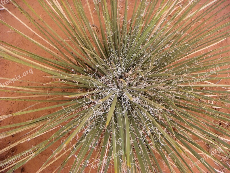 Desert Flora Desert Flora Monument Valley Colorado