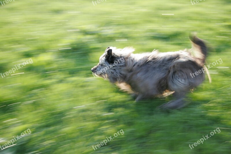 Speed Out Of Focus Movement Blur Animal