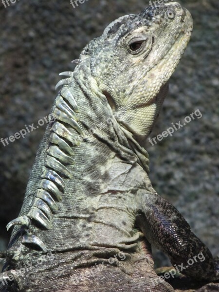 Utila Iguana Reptile Wildlife Animal Nature