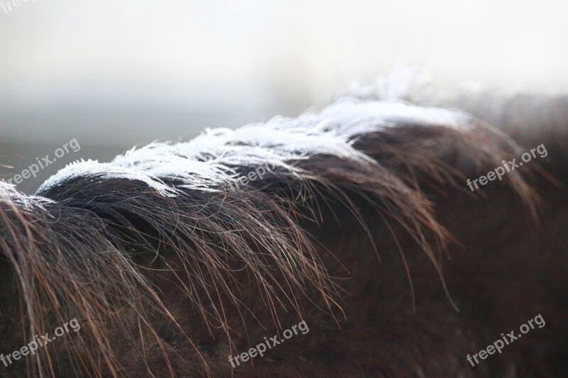 Horse Mane Hoarfrost Frozen Winter