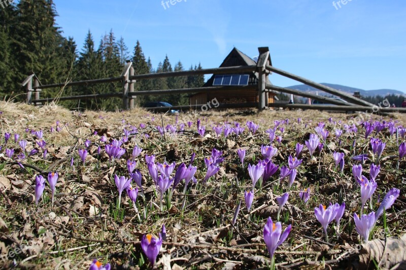 Mountains Tatry Crocus View Village