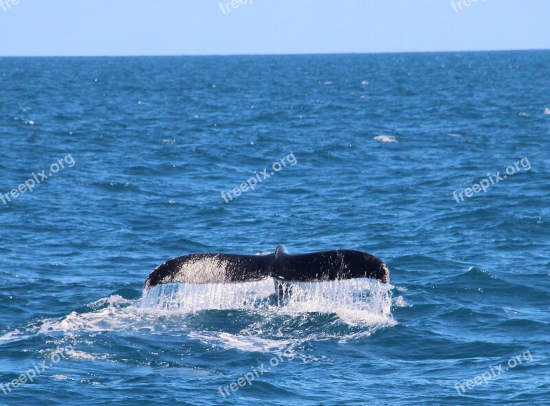 Whale Mar Animals Tail Ocean