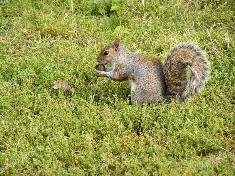 Grey Squirrel Squirrel Rodent Cute Nager