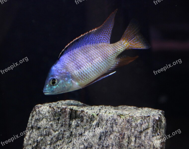 Pseudotropheus Saulosi Fish Aquarium Cichlids Free Photos