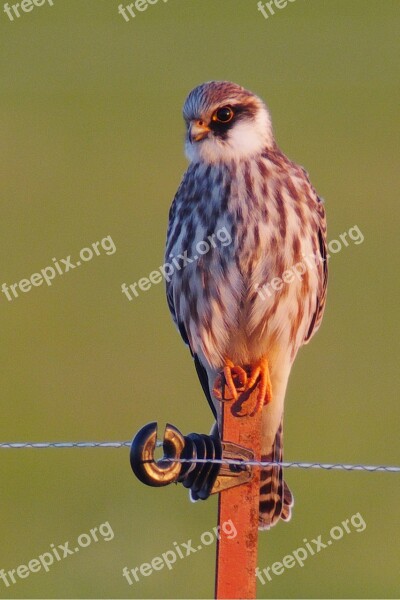 Bird Falcon Bird Of Prey Raptor Nature