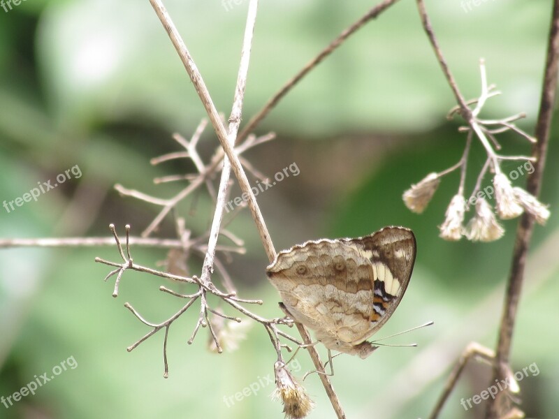 Butterfly Beautiful Wild Forest Nature