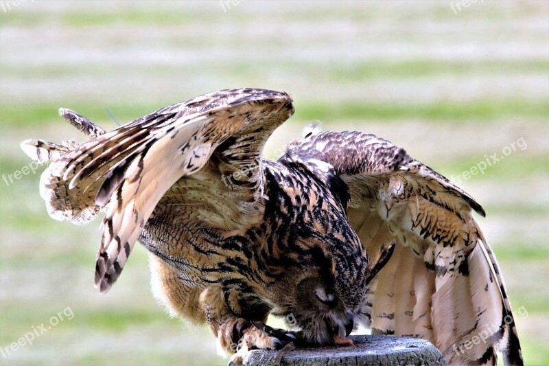 Eurasian Eagle Owl Owl Bird Eurasian Eagle