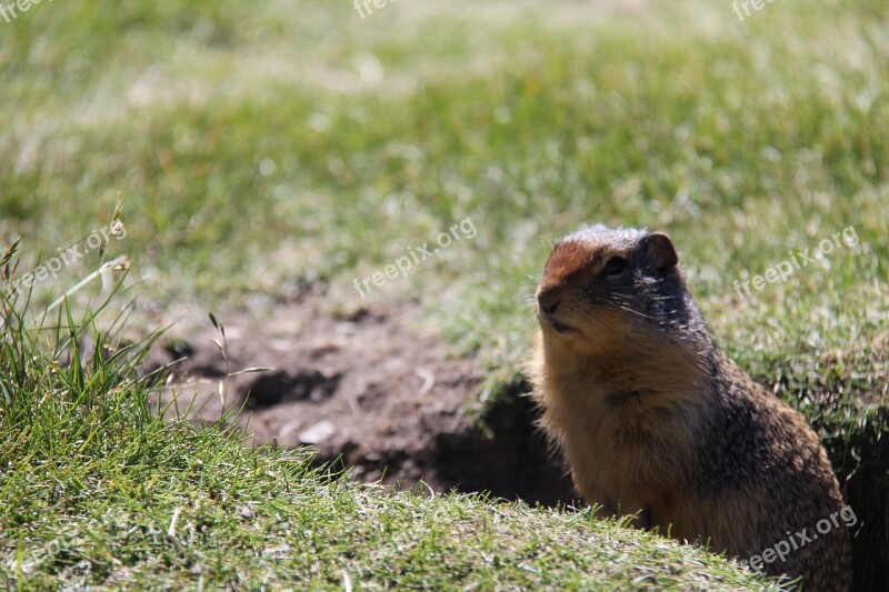 Ground Squirrel Grass Animal Cute Nature