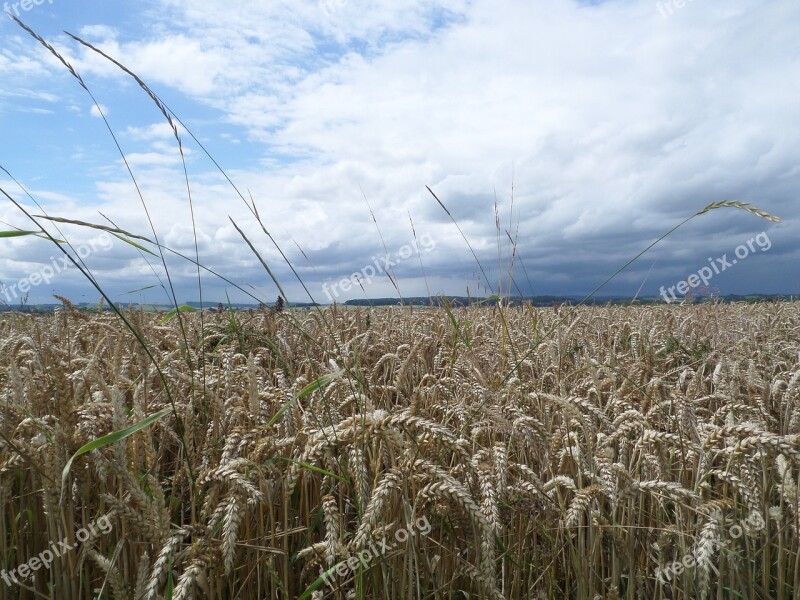 Grain Ear Cornfield Air Field