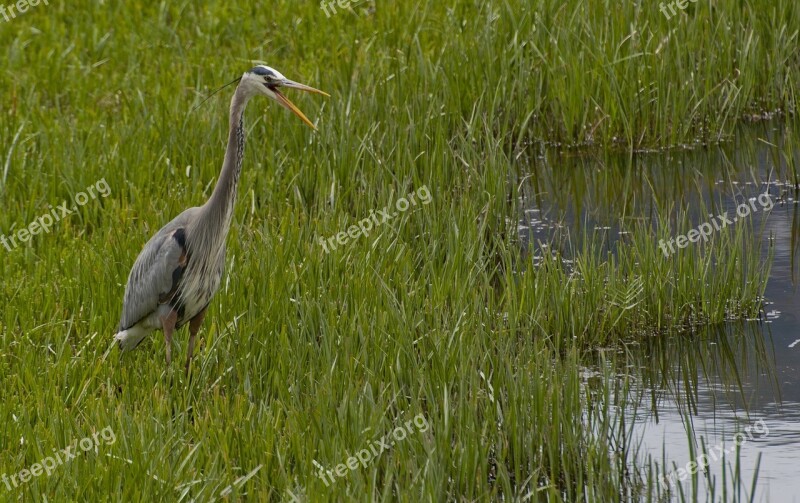 Great Blue Heron Bird Portrait Head Marsh