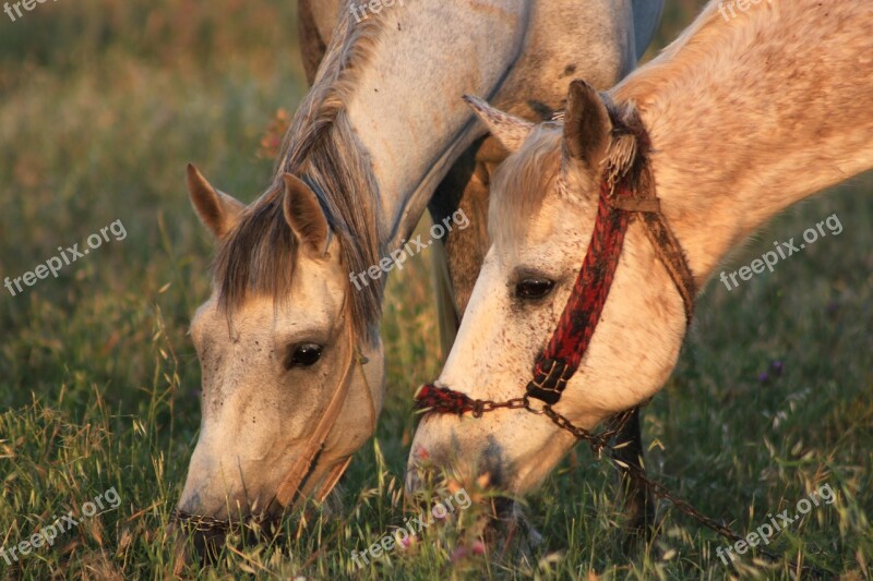 The Horses Are Grassland Grass Nature Animal